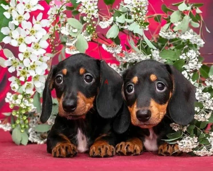 Miniature Dachshund Females Puppies From Russia 8
