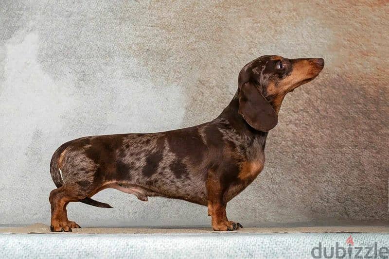 Miniature Dachshund Females Puppies From Russia 9