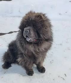 Chow Chow From Russia With Full Documents