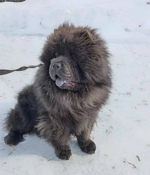 Chow Chow From Russia With Full Documents 0
