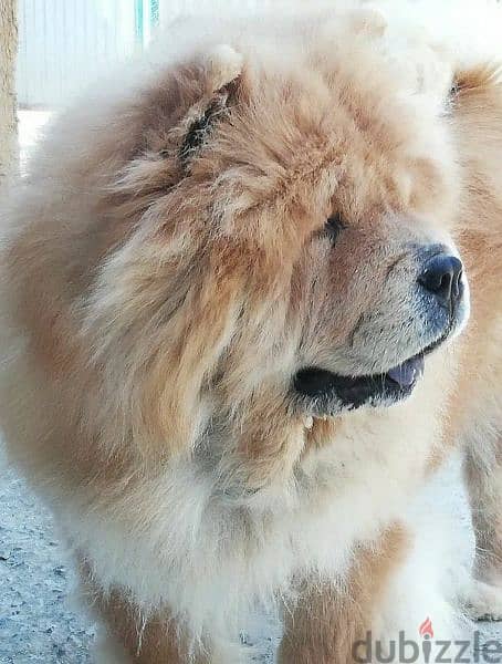 Chow Chow From Russia With Full Documents 1