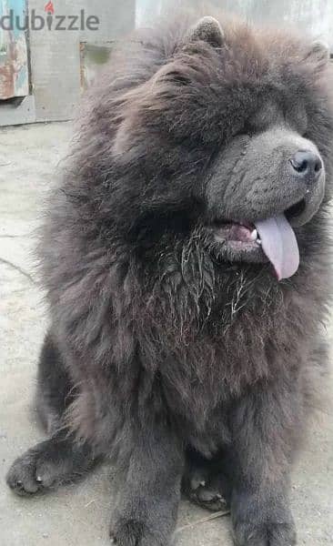 Chow Chow From Russia With Full Documents 2