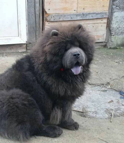 Chow Chow From Russia With Full Documents 3