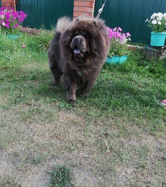 Chow Chow From Russia With Full Documents 4