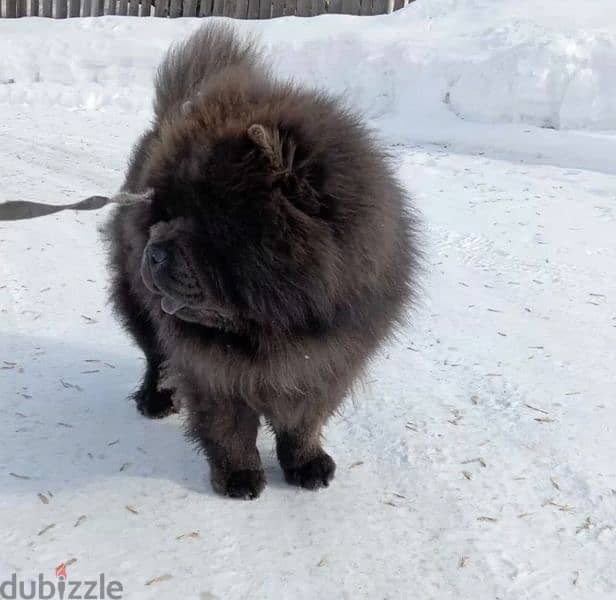 Chow Chow From Russia With Full Documents 5