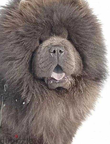 Chow Chow From Russia With Full Documents 6