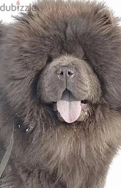 Chow Chow From Russia With Full Documents 7