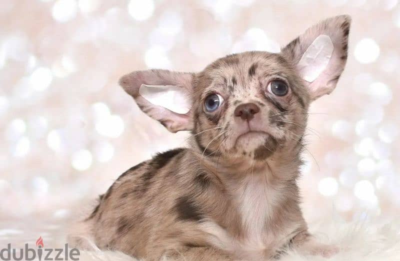 Chihuahua Merle From Russia 0
