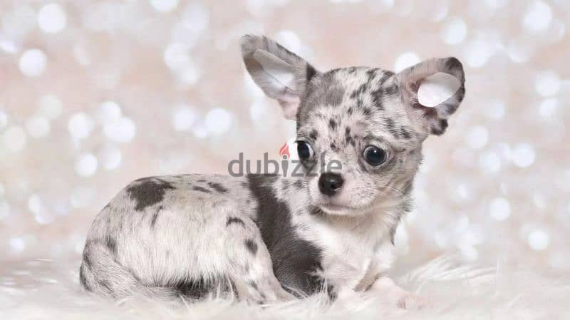 Chihuahua Merle From Russia 2
