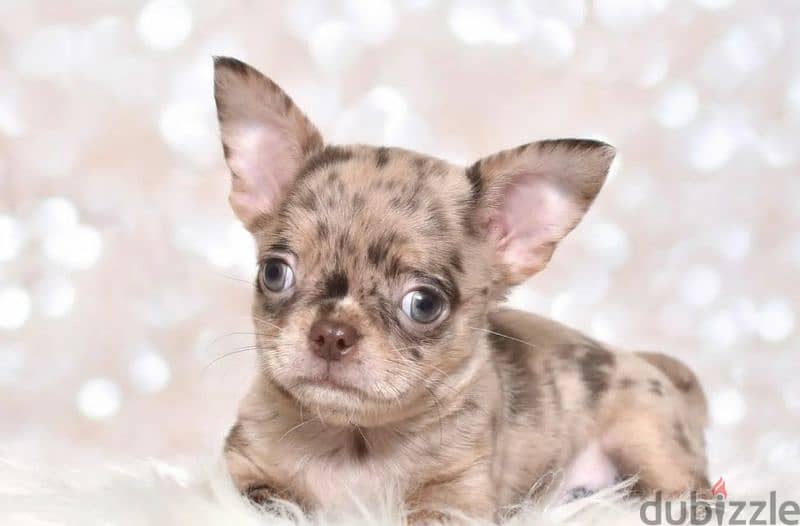 Chihuahua Merle From Russia 6