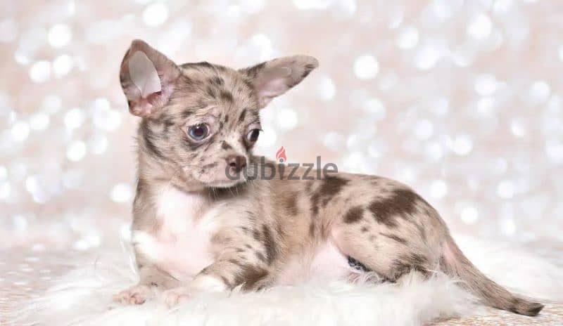 Chihuahua Merle From Russia 8