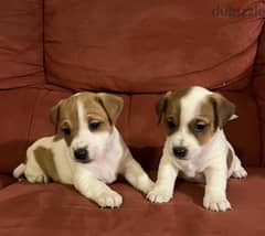Jack Russell Terrier From Russia 0