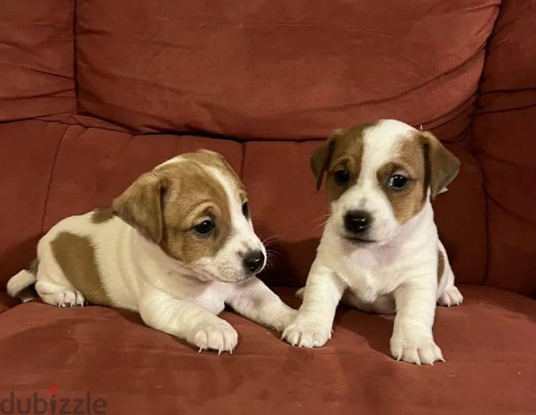 Jack Russell Terrier From Russia 1