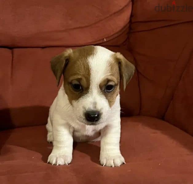 Jack Russell Terrier From Russia 4