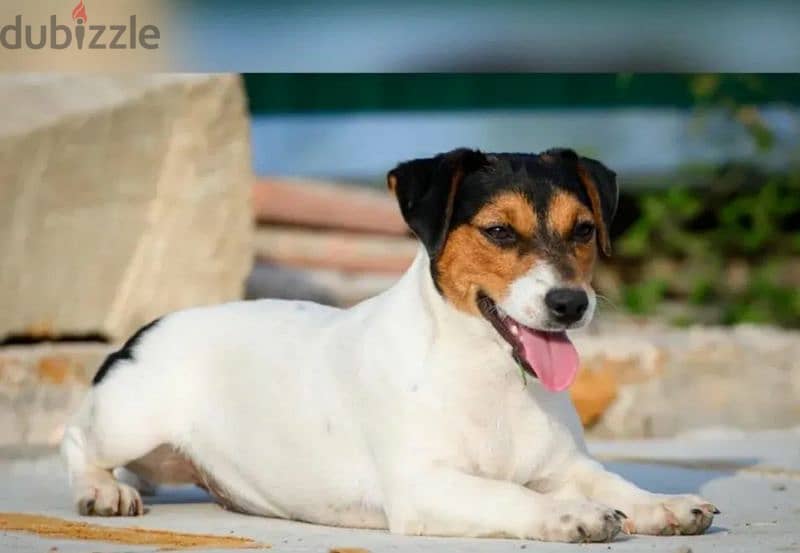 Jack Russell Terrier From Russia 7