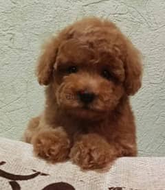 Mini Toy Poodle From Russia