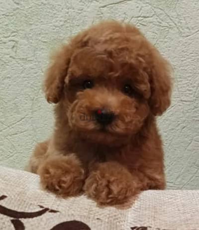 Toy Poodle From imported parents