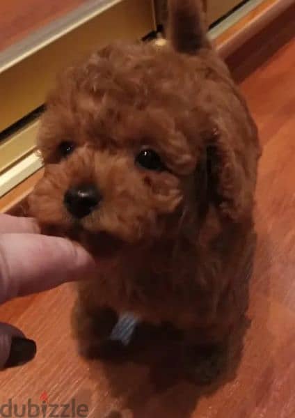 Mini Toy Poodle From Russia 2
