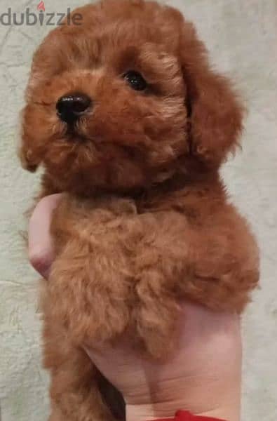 Mini Toy Poodle From Russia 3