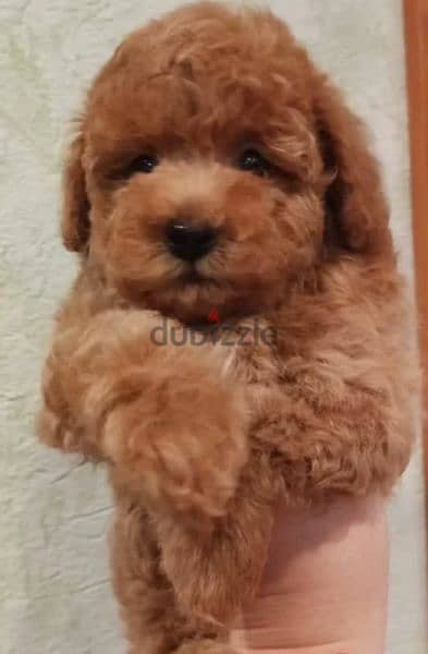 Mini Toy Poodle From Russia 4