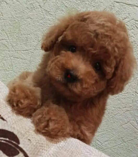 Mini Toy Poodle From Russia 5