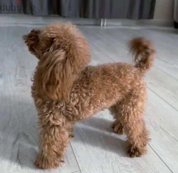 Mini Toy Poodle From Russia 7