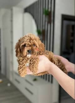 Cavapoo puppies From Russia 0