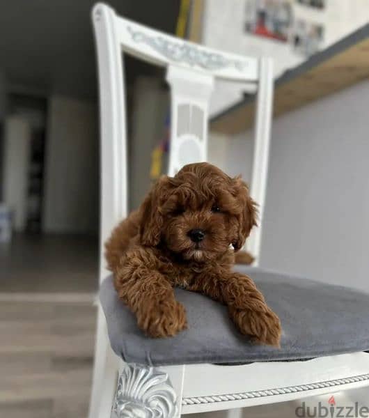 Cavapoo puppies From Russia 2