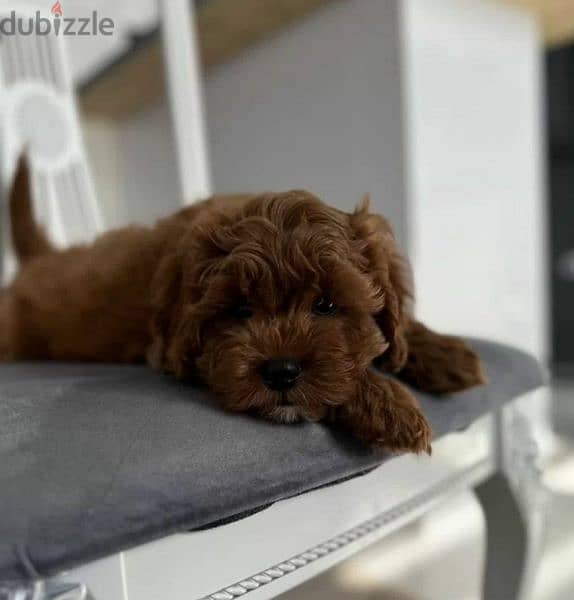 Cavapoo puppies From Russia 3