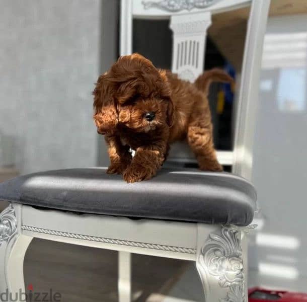 Cavapoo puppies From Russia 5