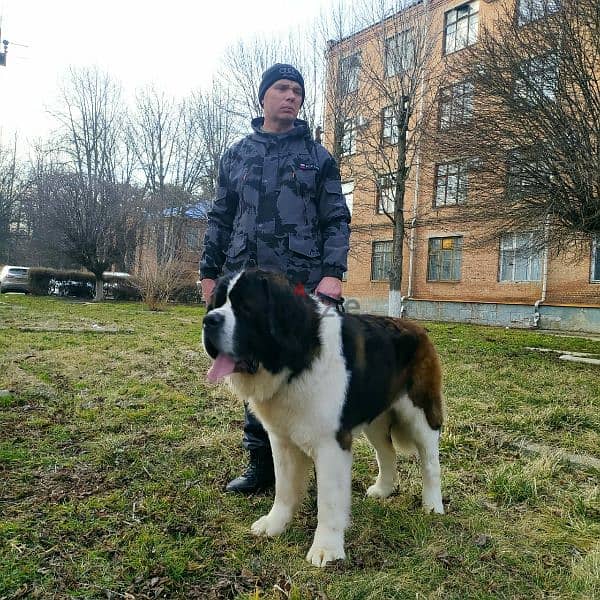 Saint Bernard  From Russia with all documents 2