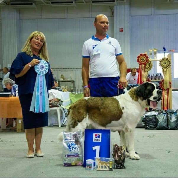 Saint Bernard  From Russia with all documents 3