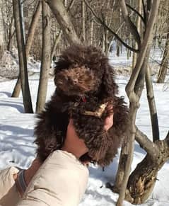 Chocolate Toy Poodle Male From Russia