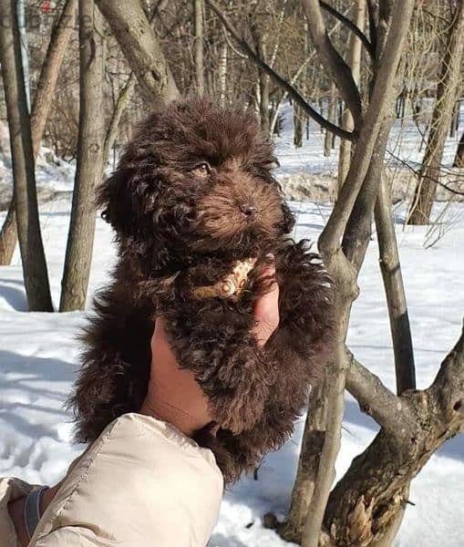 Chocolate Toy Poodle Male From Russia 1