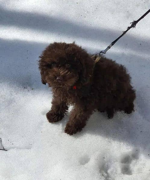 Chocolate Toy Poodle Male From Russia 2