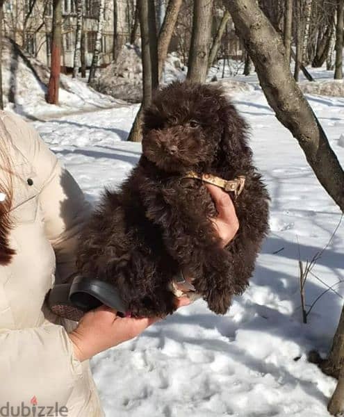 Chocolate Toy Poodle Male From Russia 3