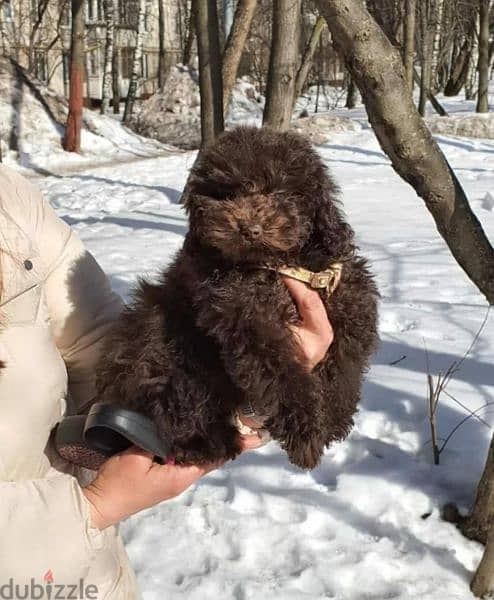 Chocolate Toy Poodle Male From Russia 4