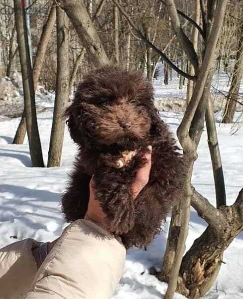 Chocolate Toy Poodle Male From Russia 5