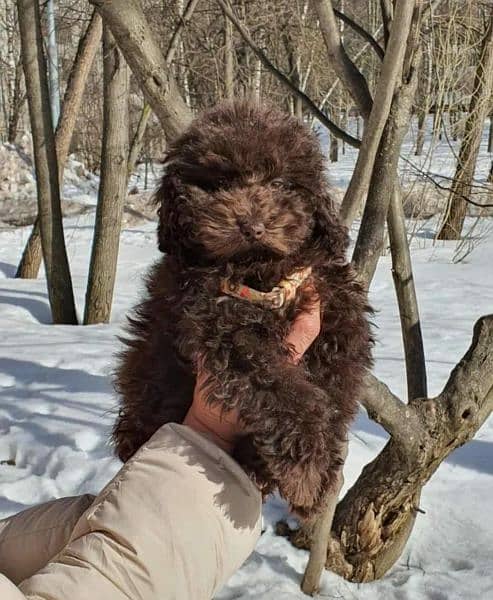 Chocolate Toy Poodle Male From Russia 6