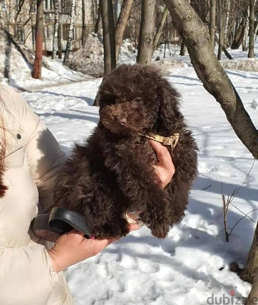 Chocolate Toy Poodle Male From Russia 7