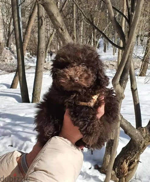 Chocolate Toy Poodle Male From Russia 8