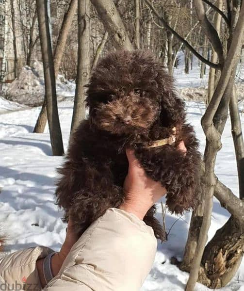 Chocolate Toy Poodle Male From Russia 9
