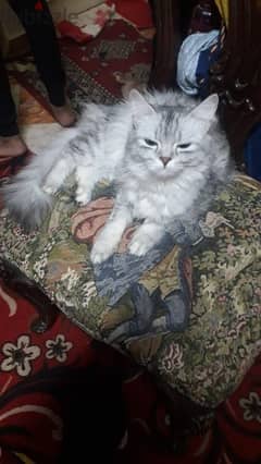 قطة انثي شيراز للتبني عمرها سنه ونصف