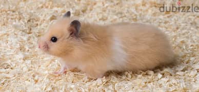 Hamsters for sale. Hurghada
