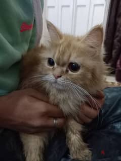 قطه شيرازيي
