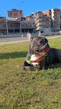Available for a French Bulldog girl, 12 months old. 0