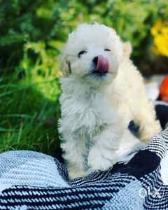 Ukrainian Toy Poodle From Ukraine with all documents Top Quality 0