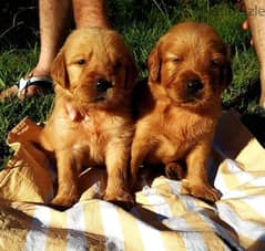 Pure Golden Retriever Puppies