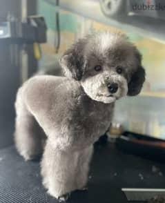 Toy Poodle Male From Russia 0