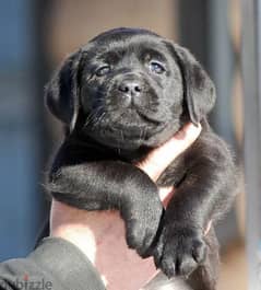 Labrador Black Female puppy From Russia
